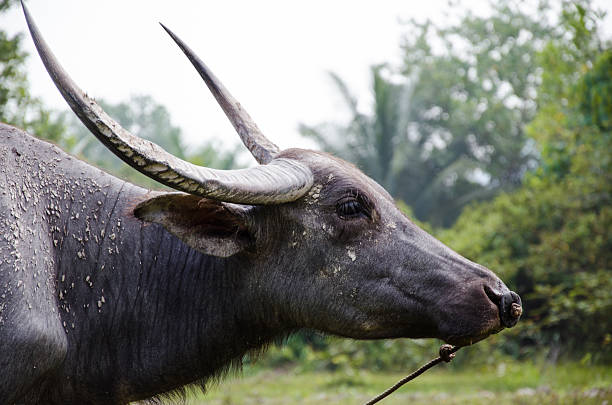 istock Big Head of Asian Buffalo. 467175792
