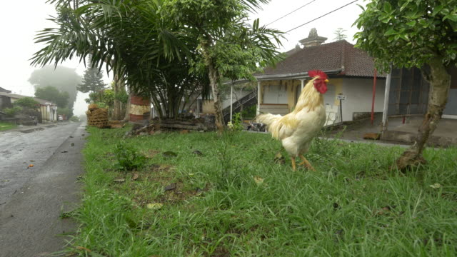 LS ZI Rooster In Grass
