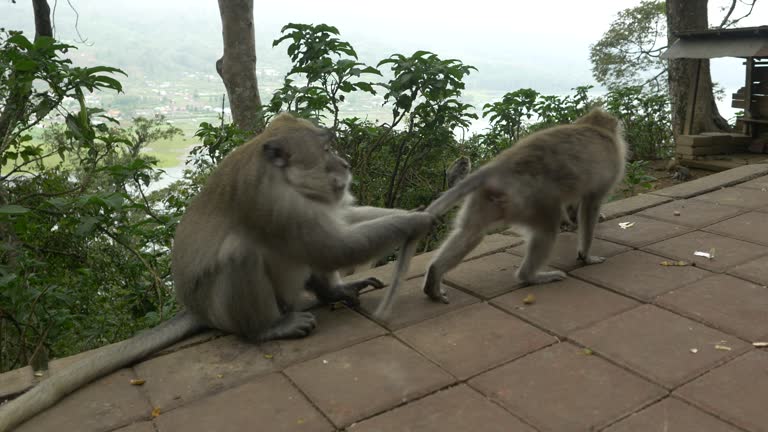Monkeys Maturing 110+ Mating Monkeys Stock Videos and Royalty-Free Footage - iStock