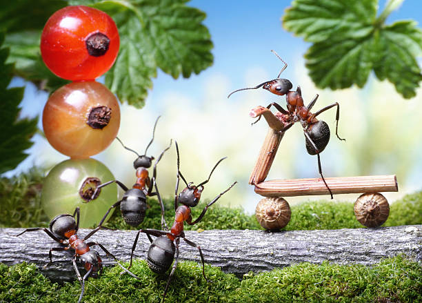 istock look out, bicycle loosing brake, ant tales 467176136