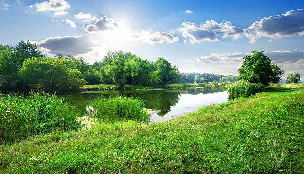 River landscape Calm river in the forest in sunny day pond stock pictures, royalty-free photos & images