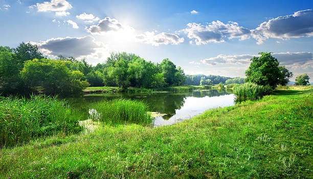 River landscape Calm river in the forest in sunny day clear morning sky stock pictures, royalty-free photos & images