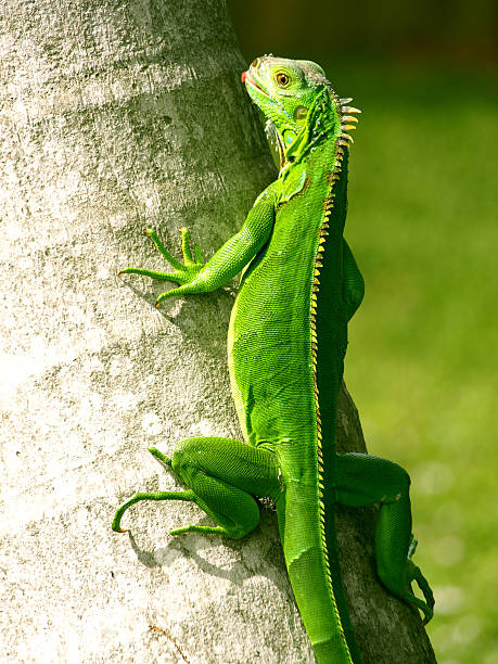 istock Iguana Be in Pictures 467176332