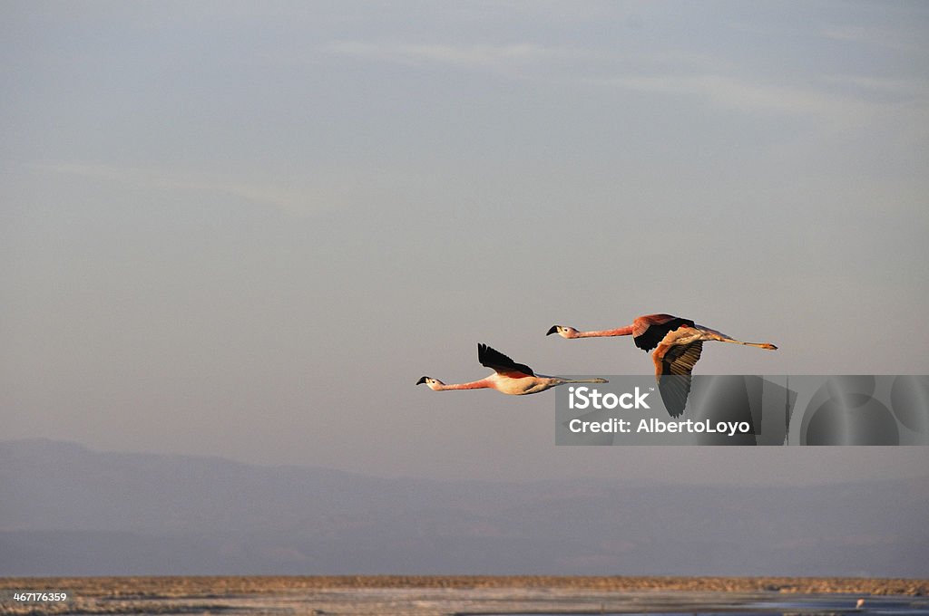 Flamingos fliegen, Salt flat der Atacama (Chile) - Lizenzfrei Altiplano Stock-Foto