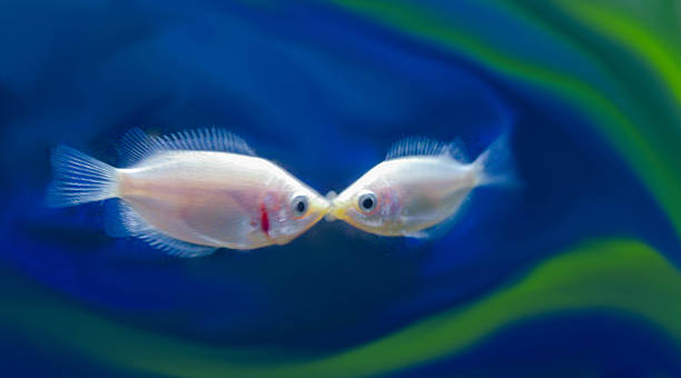 Gurami Kissers fish stock photo