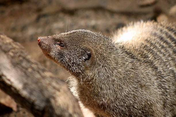 istock Close-up of Banded Mongoose Head 467177291