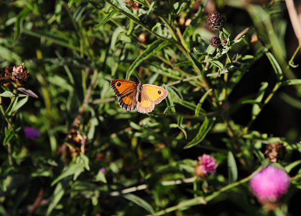 Meadow Brown butterfly on a purple thistle flower