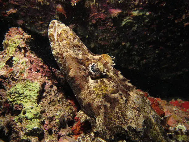 Crocodilefish (papilloculiceps longiceps) resting on hard coral