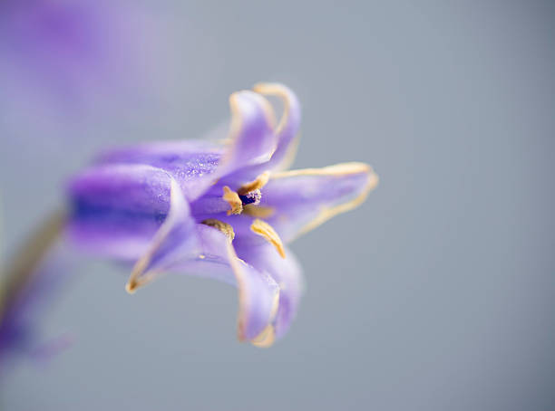 istock spanish bluebell hyacinthoides hispanica 467178055