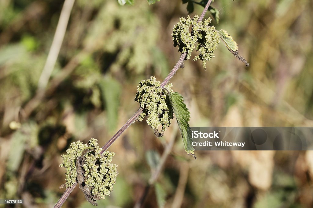 Ortica Urtica dioica in morbido sfondo fiore - Foto stock royalty-free di Ambientazione esterna