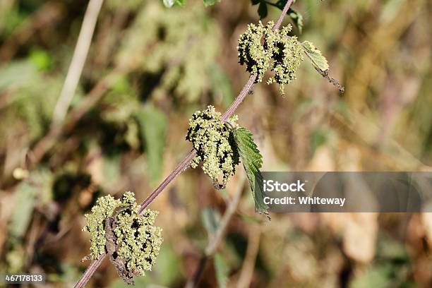 Ortica Urtica Dioica In Morbido Sfondo Fiore - Fotografie stock e altre immagini di Ambientazione esterna - Ambientazione esterna, Cibi e bevande, Cibo