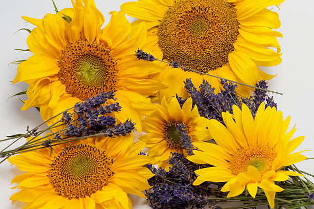 istock Sunflowers and Lavender 467178937