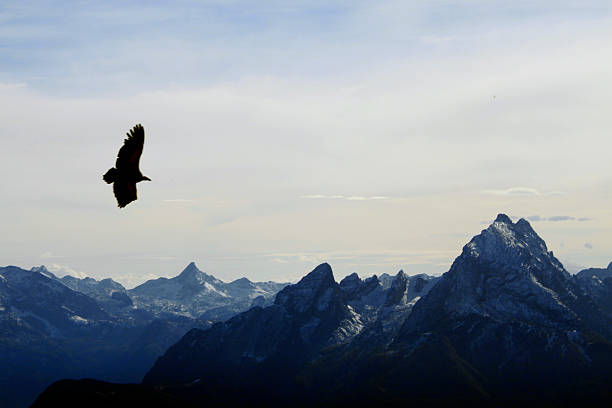istock Golden eagle in front of Watzmann 467180965