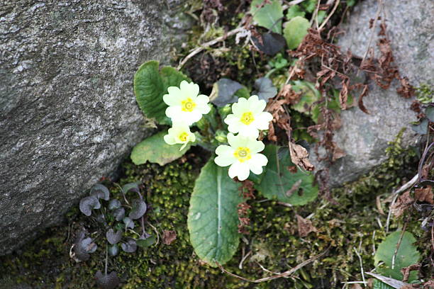 istock Primroses yellow wild in the meadow spring Lago Maggiore 467181670