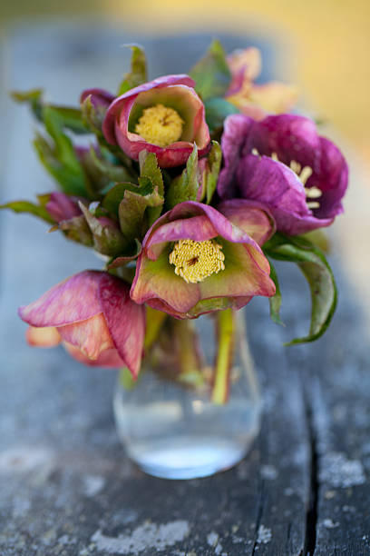 istock Helleborus flowers 467182087