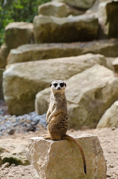 meerkat Meerkat ausschau halten stock pictures, royalty-free photos & images