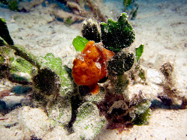 Orange Frogfish Orange Frogfish / Anglerfish red frog fish stock pictures, royalty-free photos & images