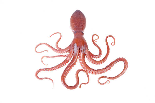 Octopus Octopus is a kind of sea animals, tastes very delicious.A close-up octopus isolated stock pictures, royalty-free photos & images