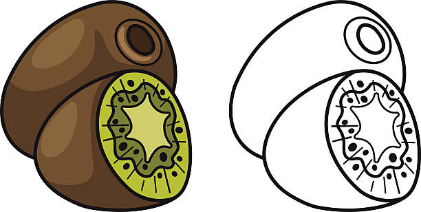 ilustrações de stock, clip art, desenhos animados e ícones de colorido e preto e branco quivi para livro de colorir - freshness food serving size kiwi
