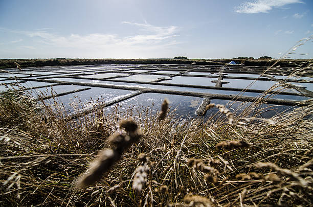 istock Salt Marshes of Guerande 467187653