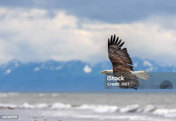 American Águila De Cabeza Blanca De Alaska Foto de stock y más banco de imágenes de Águila - Águila, Volar, Alaska - Estado de los EE. UU.