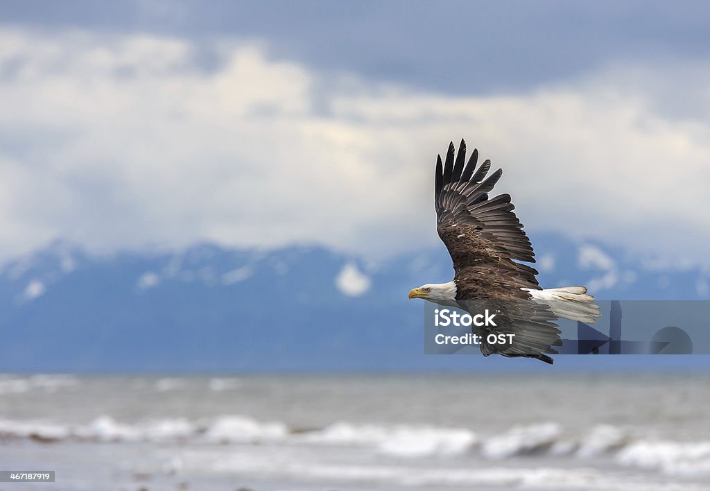 American Bald Eagle in Alaska - Foto stock royalty-free di Aquila