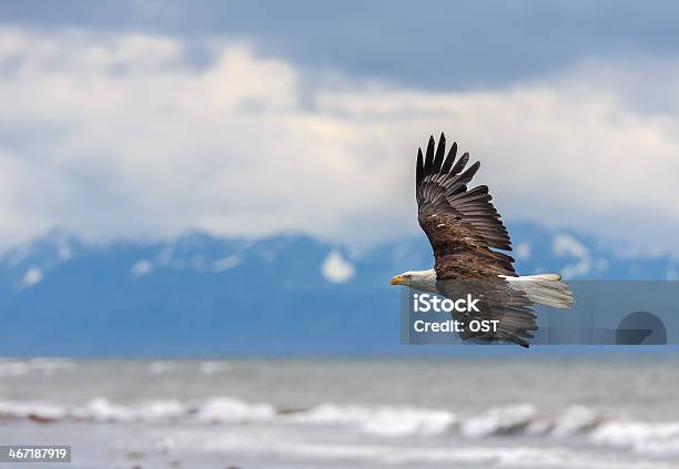 American Bald Eagle In Alaska - Fotografie stock e altre immagini di Aquila - Aquila, Volare, Alaska - Stato USA