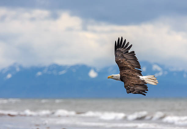 águia americana no alasca - homer - fotografias e filmes do acervo