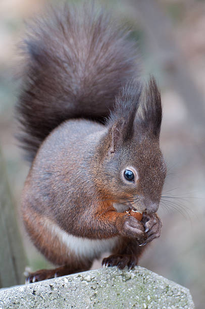 istock European ground squirrel - Spermophilus citellus 467188347