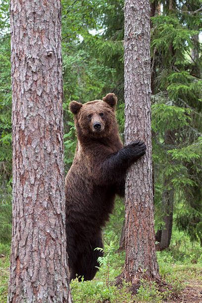 istock Large brown bear standing on its hind legs against a tree 467188383