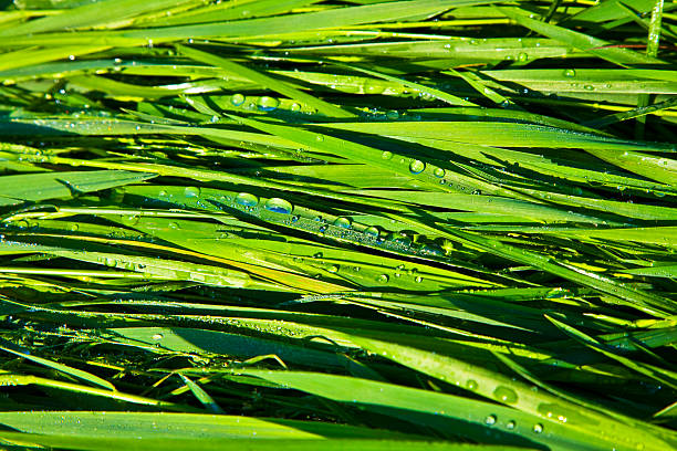 istock Green wheat grass with dewdrops in the morning 467188423
