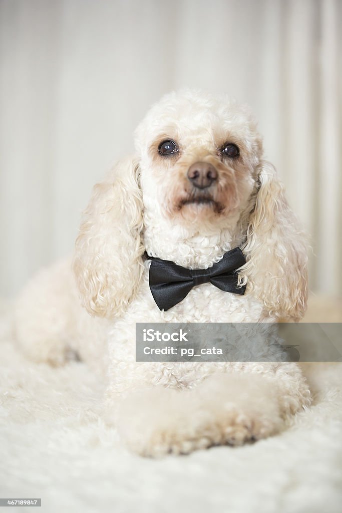 Caniche sesión perro usando una corbata de moño negro - Foto de stock de Animal libre de derechos