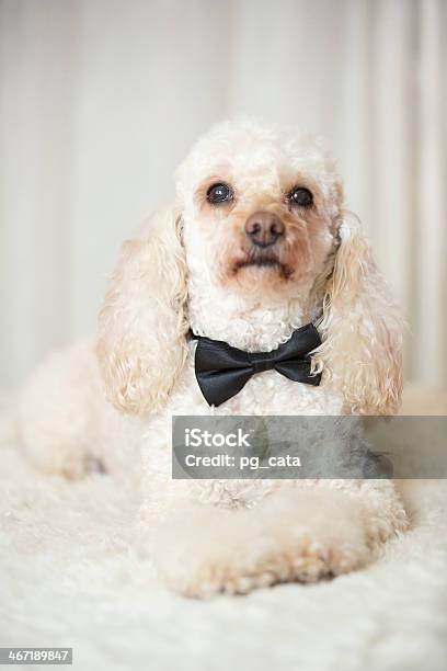 Caniche Sesión Perro Usando Una Corbata De Moño Negro Foto de stock y más banco de imágenes de Animal