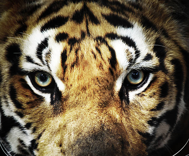istock close up eye of tiger 467189926