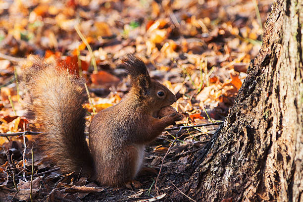 esquilo vermelho na floresta de outono (sciurus vulgaris) - squirrel softness wildlife horizontal - fotografias e filmes do acervo