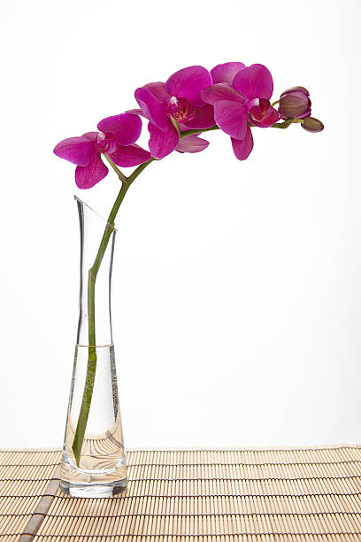 istock Purple orchid into a vase 467190659