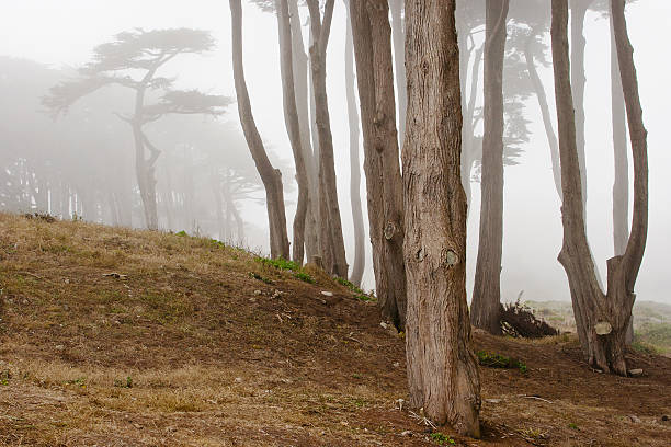 istock Morning fog in San Francisco 467192068