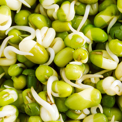 Sprouted Mung Beans