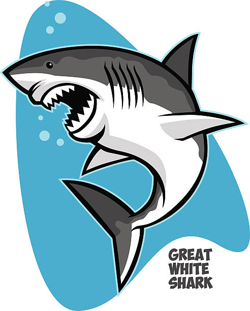 great white shark vector of great white shark great white shark stock illustrations