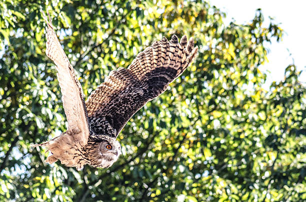 istock Great horned owl fliying 467193789
