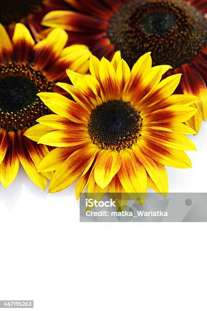 Girasoli - Fotografie stock e altre immagini di Composizione verticale - Composizione verticale, Famiglia delle margherite, Fiore