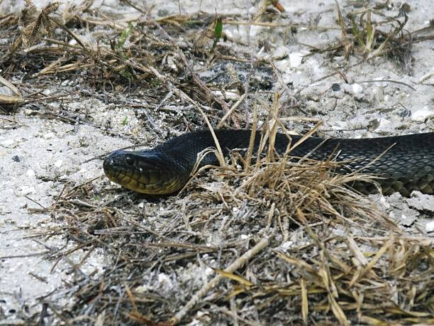 istock Florida green water snake (Nerodia floridana) 467196380
