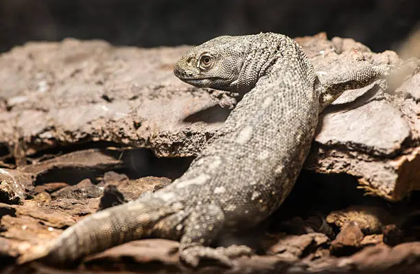 Photo of Lizard between leaves