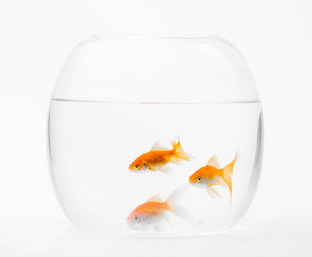 istock Three goldfish swimming in glass aquarium 467197018