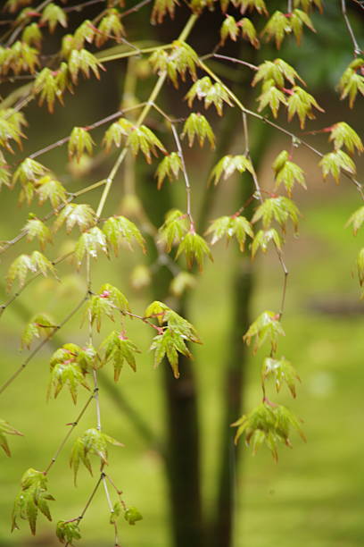 istock branch with green leaves on a green background 467197576
