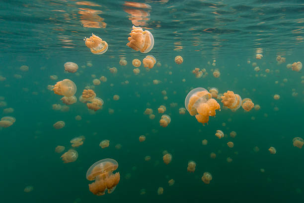 medusa lake, islas rocosas, palaos - white spotted jellyfish fotos fotografías e imágenes de stock