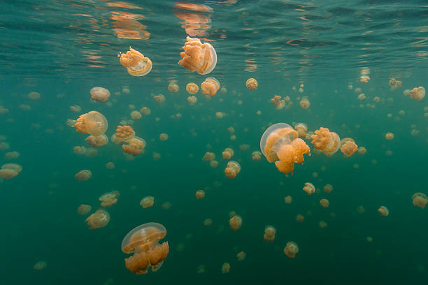 istock Jellyfish Lake, Rock Islands, Palau 467197708