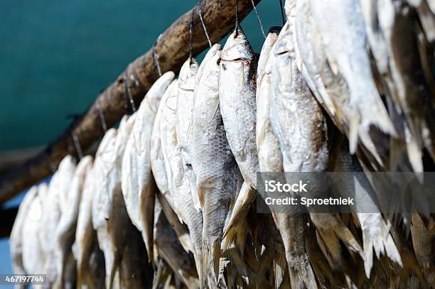 Salted Mullet Drying At The South African West Coast Stock Photo - Download Image Now