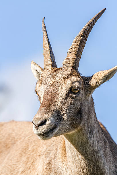 istock Portrait of an Ibex doe 467198127