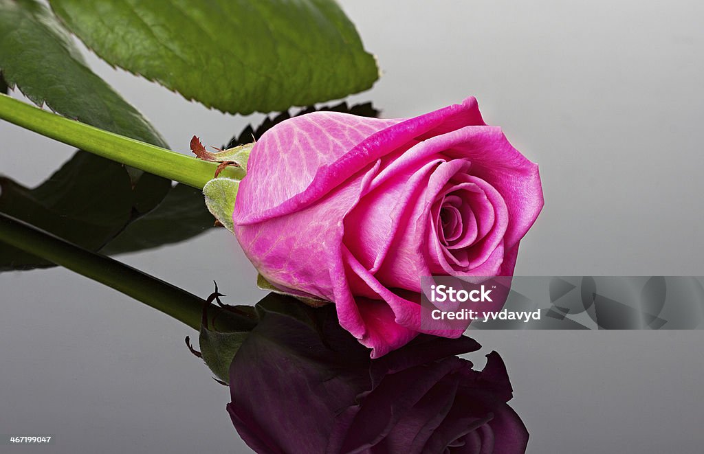 pink rose on the mirror dark background Abstract Stock Photo